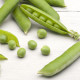 BIO Hrách dřeňový Gloriosa - Pisum sativum - bio semena hrachu - 50 ks