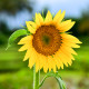 BIO Slunečnice Sunspot - Helianthus annuus - bio semena slunečnice - 8 ks