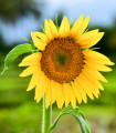 BIO Sončnica Sunspot - Helianthus annuus - bio semena sončnice - 8 kos