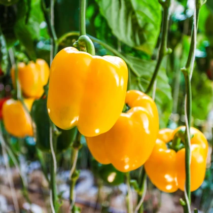 Paprika Snack Yellow - Capsicum annuum - semena papriky - 6 ks