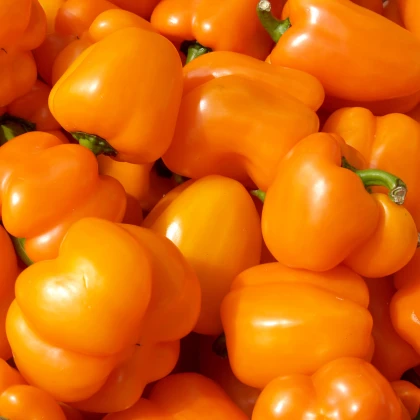 Paprika Snack Orange - Capsicum annuum - semena papriky - 6 ks