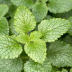 BIO Meduňka citronová - Melissa officinalis - bio semena meduňky - 30 ks