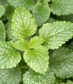 BIO Melisa citronova - Melissa officinalis - bio semena melise - 30 kos