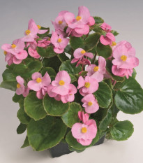 Begonija Super Olympia Pink F1 - Begonia semperflorens - semena begonije - 20 kos