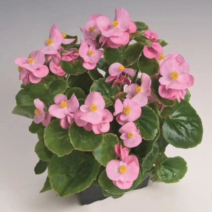 Begonija Super Olympia Pink F1 - Begonia semperflorens - semena begonije - 20 kos
