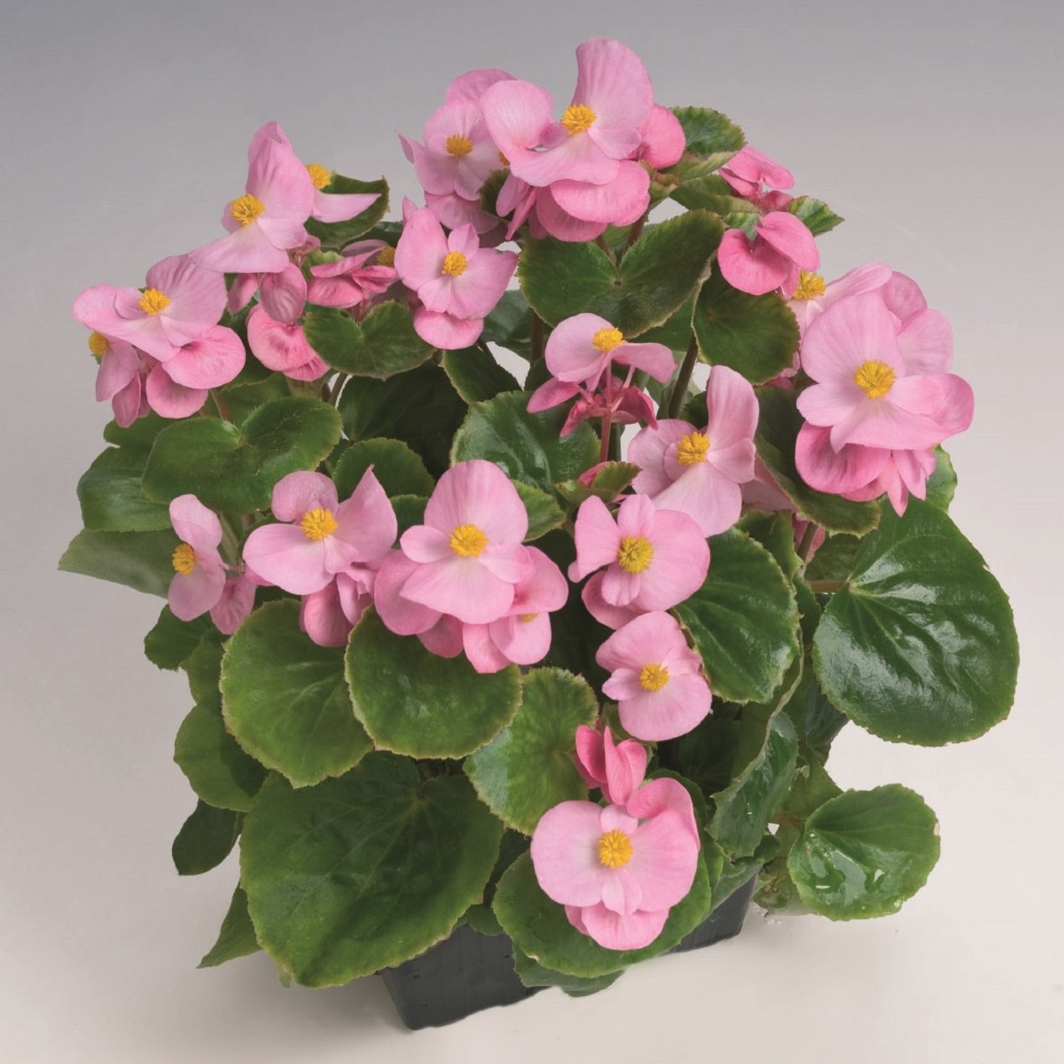 Begonija Super Olympia Pink F1 - Begonia semperflorens - semena begonije - 20 kos