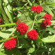 Merlík hlavatý - Chenopodium capitatum - semena merlíku - 200 ks