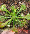 Rosnatka burkeana - Drosera burkeana - semena - 15 kosov