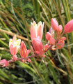 Rdeča juka - Hesperaloe parviflora - semena juke - 3 kos
