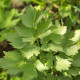Libeček lékařský - Levisticum officinale - semena libečku - 115 ks