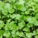 Koriandr setý - Coriandrum sativum - semena koriandru - 100 ks