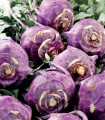 Zgodnji modri kolerab Blankyt - Brassica oleracea - semena kolerabe - 50 kos