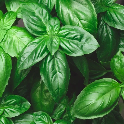 Bazalka trpasličí pravá - Ocimum basilicum - semena bazalky - 100 ks