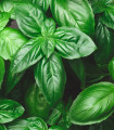 Prava pritlikava bazilika - Ocimum basilicum - semena bazilike - 100 kos