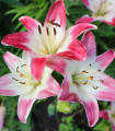Lili Lollypop - Lilium - čebulica lilije - 1 kos