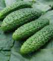 Kumarica za vlaganje Zuzana F1 - Cucumis sativus - semena kumarice - 30 kos