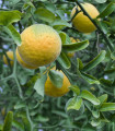 Citronečnik trojlistni - Citrus trifoliata - semena citronečnika - 4 kos