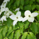 Japonski dren - Cornus kousa - semena drena - 4 kosi