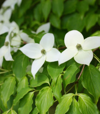 Japonski dren - Cornus kousa - semena drena - 4 kosi