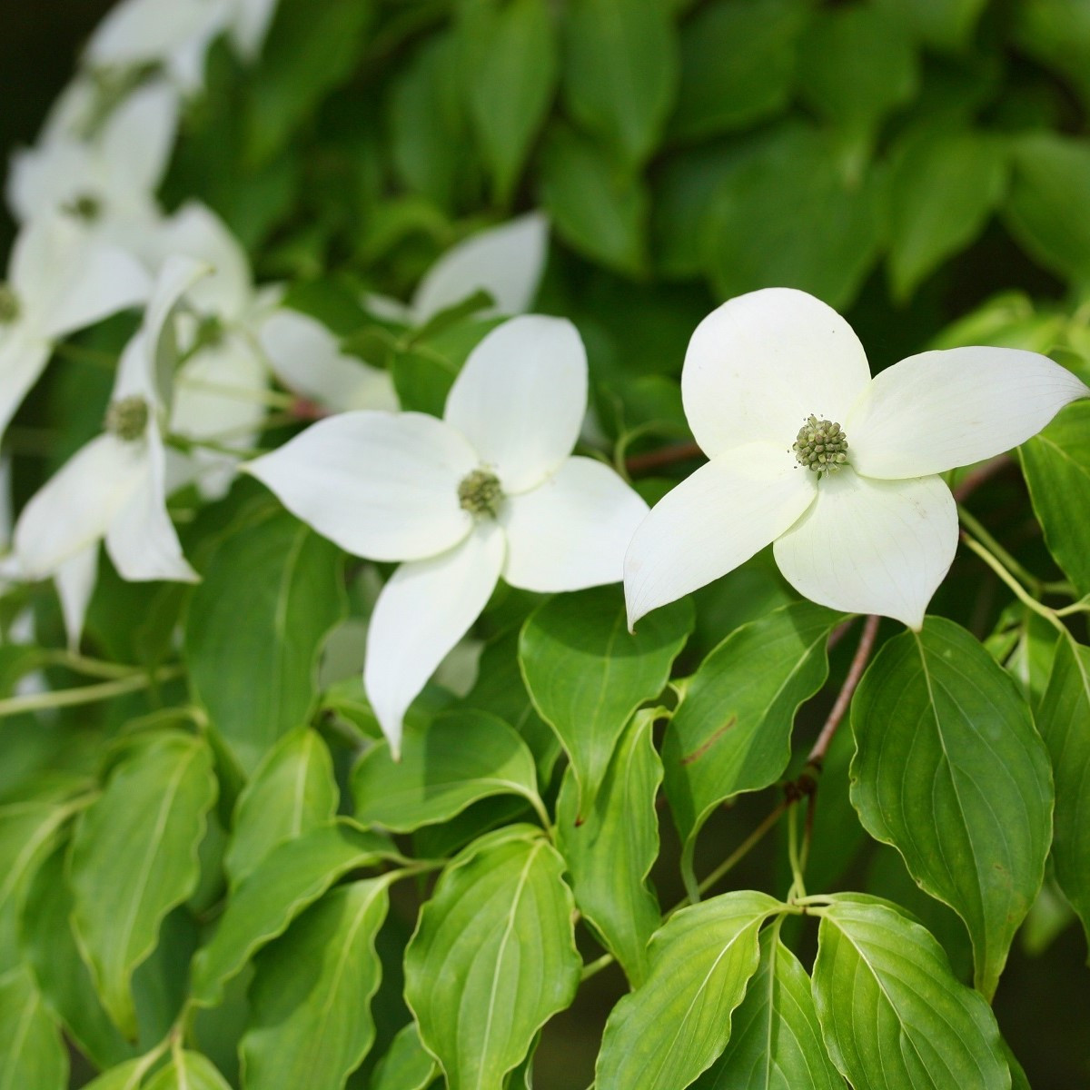 Japonski dren - Cornus kousa - semena drena - 4 kosi