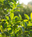 Paragvajska bodika - Ilex paraguariensis - semena bodike - 6 kosov