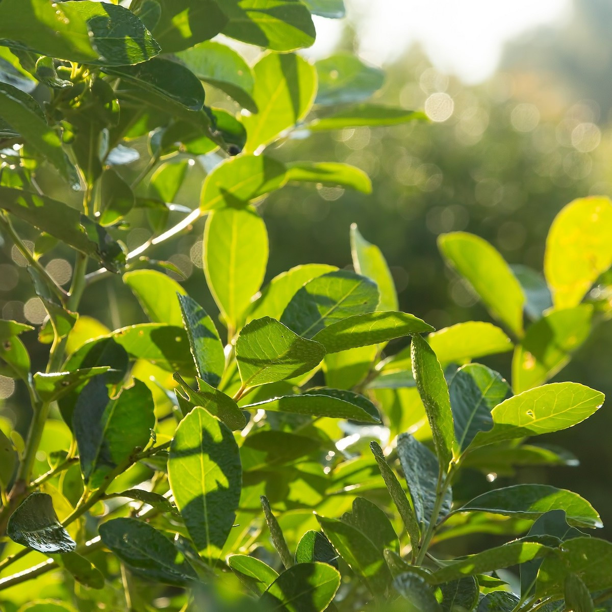 Cesmína paraguayská - Ilex paraguariensis - semena cesmíny - 6 ks