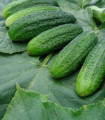 Parthenokarpična kumara Partner F1 - Cucumis sativus - semena kumare - 50 kos