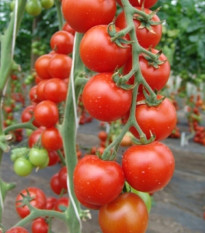 Rajče Spencer - Solanum lycopersicum - semena rajčete - 20 ks