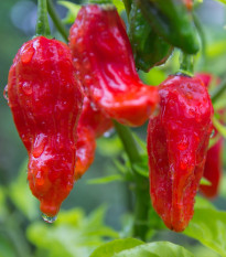 Čili Bhut Jolokia - Capsicum chinense - semena čili - 10 kosov