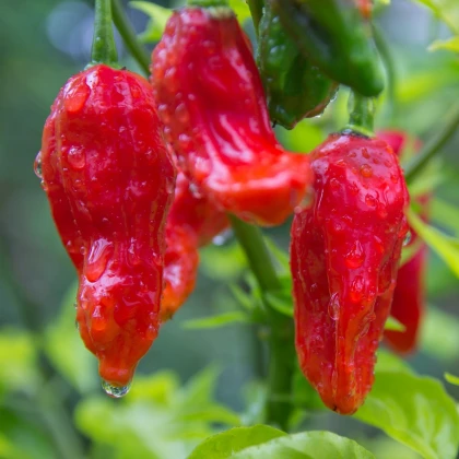 Čili Bhut Jolokia - Capsicum chinense - semena čili - 10 kosov