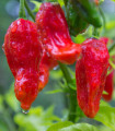 Čili Bhut Jolokia - Capsicum chinense - semena čili - 10 kosov