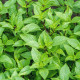 Bazalka pravá citrónová - Ocimum basilicum citriodorum - semena bazalky - 100 ks