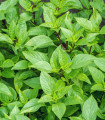 Bazilika prava limonina - Ocimum basilicum citriodorum - semena bazilike - 100 kos