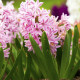 Hijacinta Fondant - Hyacinthus fondante - čebulica hijacinte - 1 kos