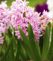 Hijacinta Fondant - Hyacinthus fondante - čebulica hijacinte - 1 kos