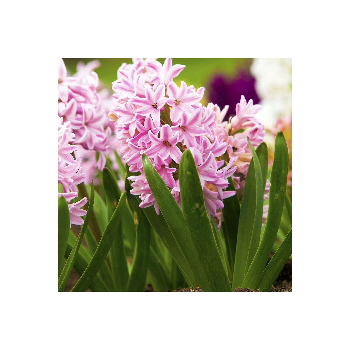 Hijacinta Fondant - Hyacinthus fondante - čebulica hijacinte - 1 kos