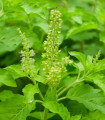 Indijska bazilika Tulsi - Ocimum tenuiflorum - semena bazilike - 50 kos