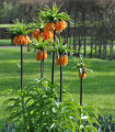Кралски шахматен лилия Aurora - Fritillaria imperialis - луковица на шахматен лилия - 1 бр.