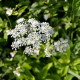 Bedrník obecný - Pimpinella saxifraga - semena bedrníku - 50 ks