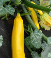 Cuketa Goldena - Cucurbita pepo - semena cukete - 12 kosov