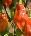 Chilli oranžna Habanero - Capsicum chinense - semena čilija - 6 kosov