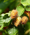 Navadna bukev - Fagus sylvatica - semena bukve - 7 kosov