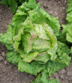 Solata ledenka Pražan - Lactuca sativa var. capitata - semena solate - 100 kos