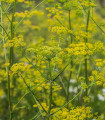 Koper Tetra - Anethum graveolens - semena kopra - 200 kos