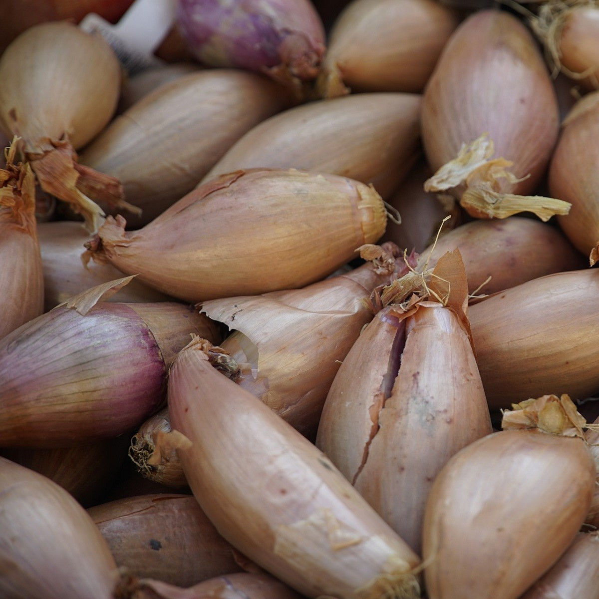 Cibule sazečka Rosanna - Allium cepa - cibulky - 100 ks