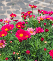 Kopriva Robinson roza mešanica - Tanacetum coccineum - semena koprive - 100 kos
