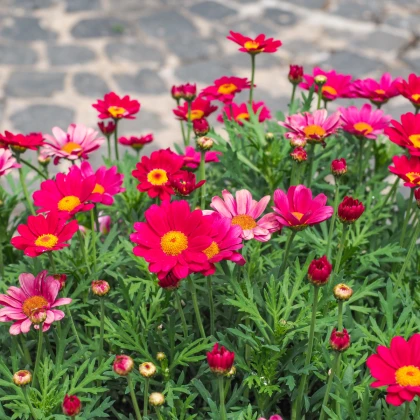 Kopriva Robinson roza mešanica - Tanacetum coccineum - semena koprive - 100 kos