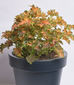 Afrika kopriva Wizard Scarlet - Coleus blumei - semena afriške koprive - 30 kos