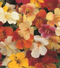 Kejklířka križanka Magic Mix F1 – Mimulus hybridus – semena kejklířke – 20 kosov