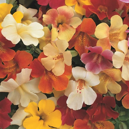 Kejklířka križanka Magic Mix F1 – Mimulus hybridus – semena kejklířke – 20 kosov